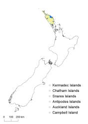 Blechnum patersonii distribution map based on databased records at AK, CHR & WELT.
 Image: K.Boardman © Landcare Research 2020 CC BY 4.0